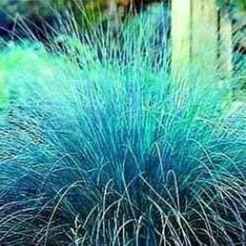 Outsidepride Love Grass Blue - 1000 Seeds
