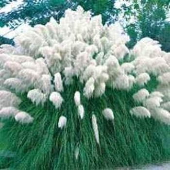 Outsidepride Pampas Grass Seeds White - 5000 Seeds