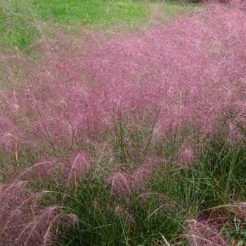Outsidepride Pink Muhly Grass Seeds - 50 seeds