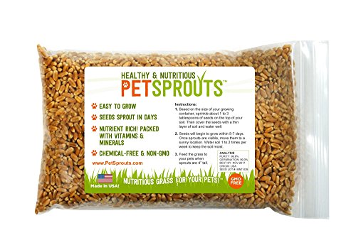 Wheatgrass Seeds - Cat Grass Bulk Seeds Hard Red Wheat Non-GMO Chemical Free Wheatgrass for Pets - 12 Pound 8 Ounces