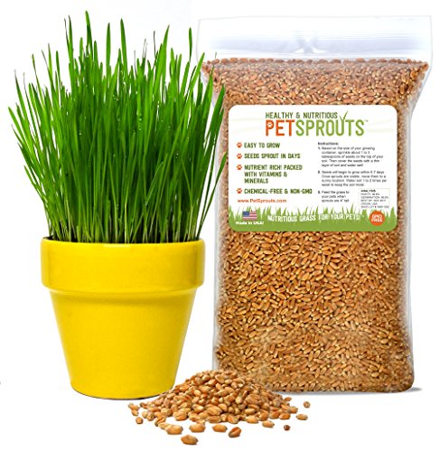 Wheatgrass Seeds - Organic Cat Grass Seeds Hard Red Wheat Two Pounds  Non-GMO Chemical-Free  USA Grown  Bulk 2 lbs