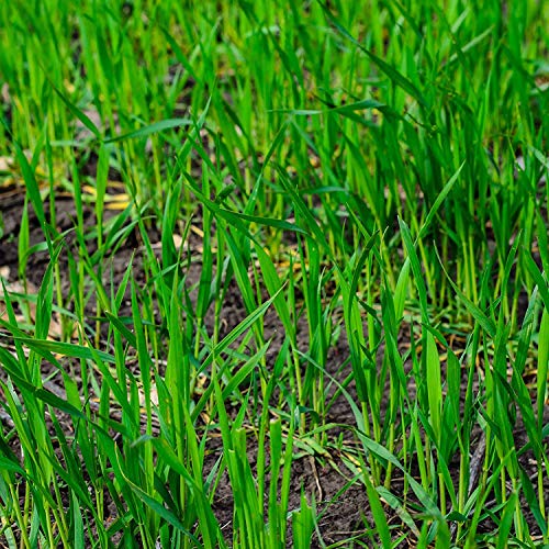 Discount Lawn Care 10LBS Winter Rye Seed Cover CropFood Plot DeerWildlife