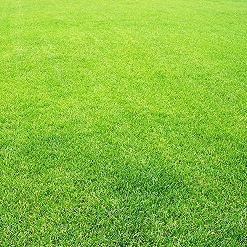 AT27clekca Lawn Seeds Repair Tool 300Pcs Greensward Grass-plot Lawn Grass Seeds Foliage Plants Yard Garden Decor