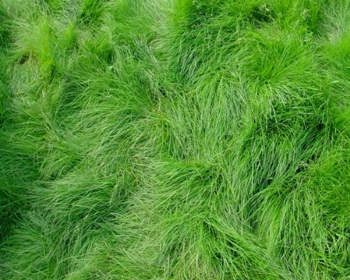 Creeping Red Fescue Lawn Grass - 5 Pounds