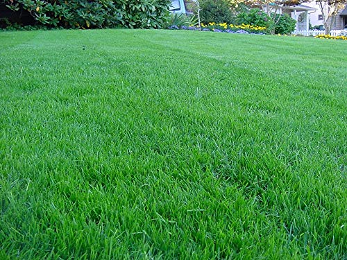 Kentucky Bluegrass Lawn Grass Seed 1 Pound