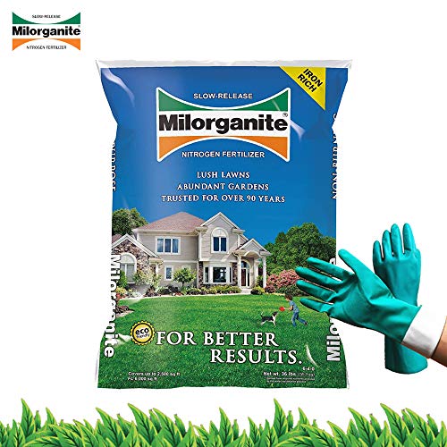 Milorganite 0636 Organic Nitrogen Fertilizer Safer and Slow Release for Lawn and Grass Granular Nitrogen Fertilizer 32 lbs Bundled with Pearsons Protective Gloves