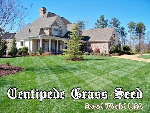 Centipede Grass Seed 100 Pure Raw Seeds 1 Lbs Bag 2000 Sqft Coverage