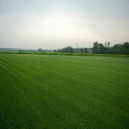 Double Eagle Centipede Grass Seed 1 Lb - 2000 Sqft Coverage