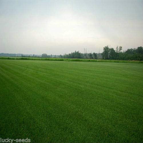 Double Eagle Centipede Grass Seed 5 Lbs - 10000 Sqft Coverage