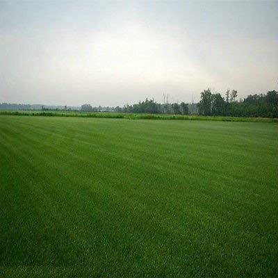 Fresh Green Double Eagle Centipede Grass Seed 5 Lbs 10000 Sq Coverage