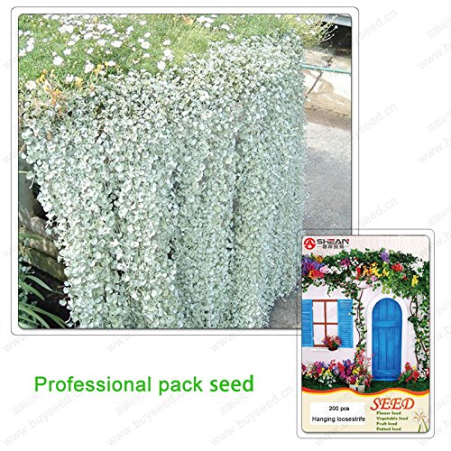 LOSS PROMOTION SALE Dichondra Repens Lawn Seed Money Grass Hanging Decorative Garden Plants do Flower Seeds 200 particles  bag