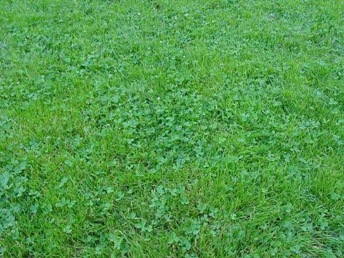 The Dirty Gardener Ecology Lawn Seed - 10 Pounds