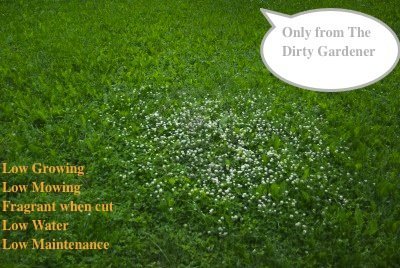 The Dirty Gardener Fragrant Herbal Flower Lawn Seed Mix 3 Pounds