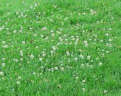 The Dirty Gardener Sun and Shade Lawn Seed with Clover 5 Pounds
