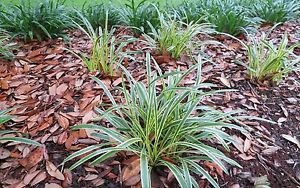 Liriope Variegated Groundcover Grass Purple Flowers Likes Shade- Size 4&quot Quart Pot
