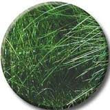 The Dirty Gardener Dense Shade Grass Seed - 2 Pounds
