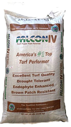 SeedRanch Falcon IV Turf Type Tall Fescue Grass Seeds - 25 lbs