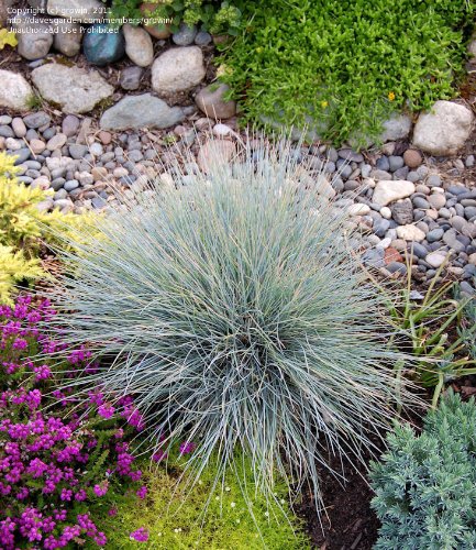 GR~Turquoise~BLUE FESCUE GRASS~Seed~~~Rock Garden Joy