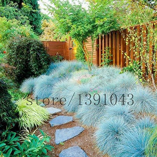 100 Blue Fescue Grass Seeds - Festuca glauca perennial hardy ornamental grass so easy to grow grass for home garden