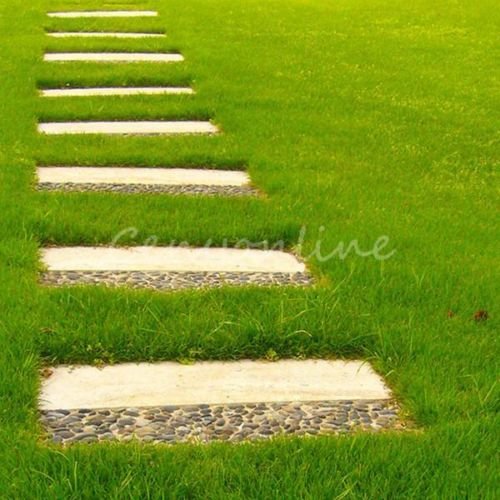 10000pcs Tall Fescue Grass Seeds Festuca Arundinacea Lawn Field Turf Ornament