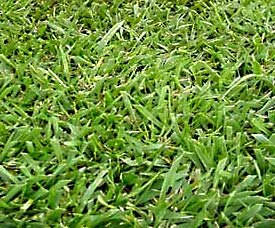 5LBS Kentucky 31 Tall Fescue Grass Seed 98 Pure