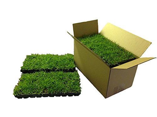 Bitter Blue St Augustine Grass Plugs  72 per box