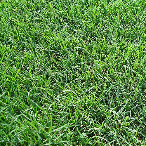 Symphony Bermuda 3 Grass Plugs2- 18 pack trays