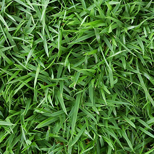 Symphony Zoysia 3 Grass Plugs2- 18 pack trays