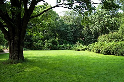 Natures Seed TURF-SS-1000-F Sun Shade Grass Seed Blend 1000 sq ft