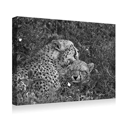 SHADENOV Canvas Prints Wall Art - Cheetahs Couple Grass Care Lick - Modern Home Deoration Wall Decor Printing Wrapped Stretched Canvas Art Ready to Hang 16x12 Inches Black and White