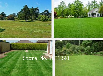 Turf Grass Seeds Golf Soccer Fields Villa Special grade Evergreen Lawn seeds500 pcs high-grade grass seeds