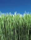 Turf Total Turf Patch Grass Seed - 20 Pounds