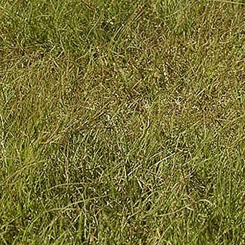 1000 Buffalo Grass Native Grass Seeds