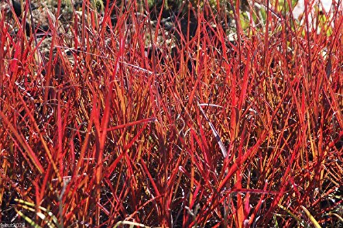 500 Seeds Big Bluestem Seeds - Andropogon Gerardii - Native Ornamental Grass Seeds 