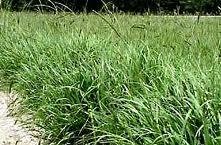 Bahia Grass Blended Seed 50 Lbs By Detwiler Native Seed Company Guaranteed To Ship With The First Available Carrier