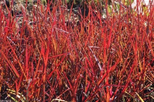 Big Bluestem Seeds - Andropogon gerardii - Native Ornamental Grass Seeds 