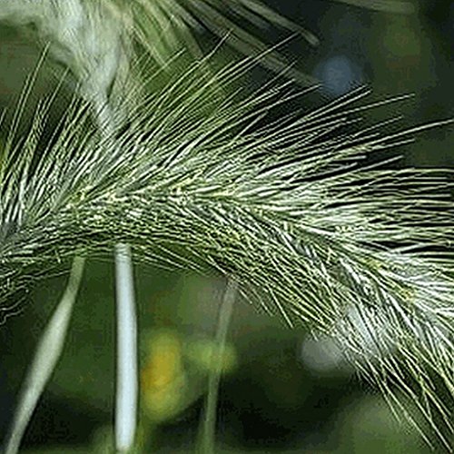 Everwilde Farms - 14 Lb Canada Wild Rye Native Grass Seeds - Gold Vault