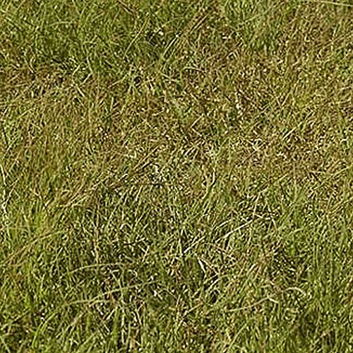 Everwilde Farms - 1 Lb Buffalo Grass Native Grass Seeds - Gold Vault