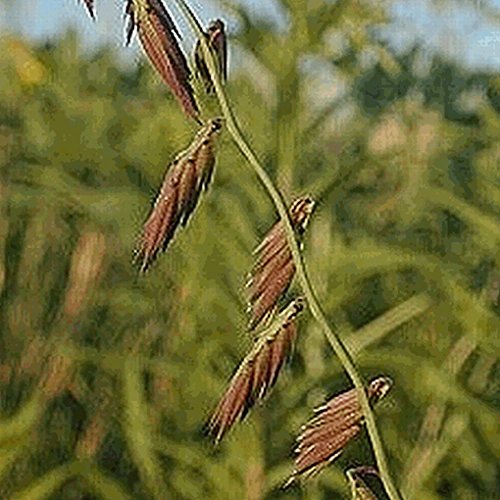 Everwilde Farms - 1 Lb Side-Oats Grama Native Grass Seeds - Gold Vault