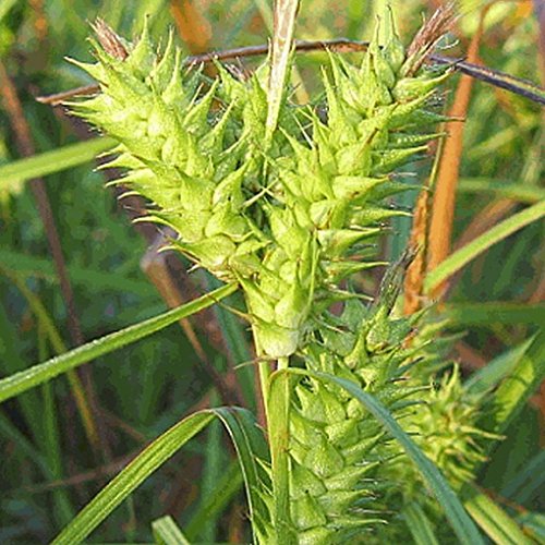 Everwilde Farms - 1 Oz Common Hop Sedge Native Grass Seeds - Gold Vault