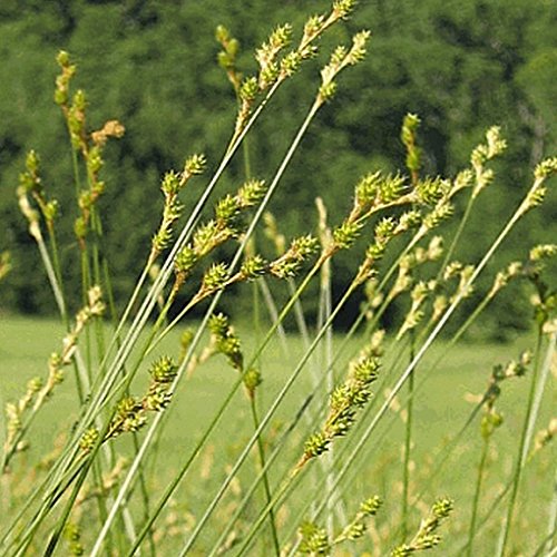 Everwilde Farms - 1 Oz Plains Oval Sedge Native Grass Seeds - Gold Vault