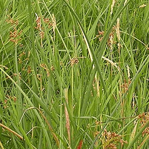 Everwilde Farms - 1000 Great Bulrush Native Grass Seeds - Gold Vault Jumbo Seed Packet