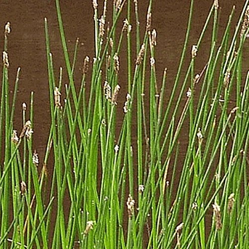 Everwilde Farms - 1000 Great Spike Rush Native Grass Seeds - Gold Vault Jumbo Seed Packet