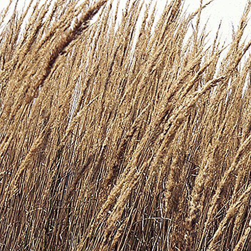 Everwilde Farms - 1000 Indian Grass Native Grass Seeds - Gold Vault Jumbo Seed Packet