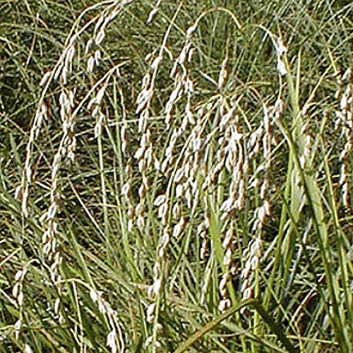 Everwilde Farms - 1000 Rattlesnake Grass Native Grass Seeds - Gold Vault Jumbo Seed Packet
