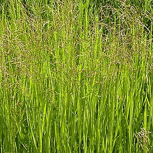 Everwilde Farms - 1000 Reed Manna Grass Native Grass Seeds - Gold Vault Jumbo Seed Packet