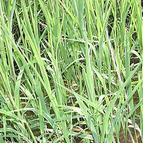 Everwilde Farms - 1000 Rice Cut Grass Native Grass Seeds - Gold Vault Jumbo Seed Packet
