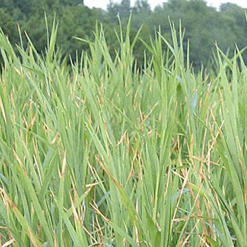 Everwilde Farms - 1000 Upland Wild Timothy Native Grass Seeds - Gold Vault Jumbo Seed Packet