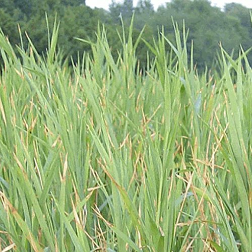 Everwilde Farms - 1000 Upland Wild Timothy Native Grass Seeds - Gold Vault Jumbo Seed Packet