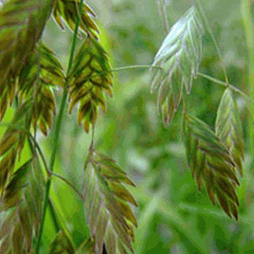 Everwilde Farms - 200 River Oats Native Grass Seeds - Gold Vault Jumbo Seed Packet